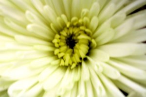 Flor de aniversário